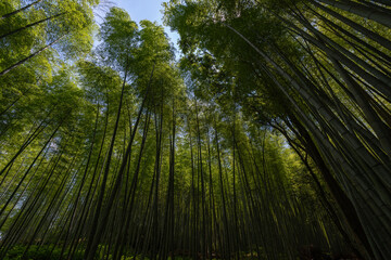 Bosque de bambú vista desde un plano contrapicado.