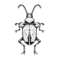 insects in old style antique hand drawn woodcut illustration © shufflesinc