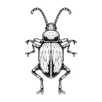 insects in old style antique hand drawn woodcut illustration