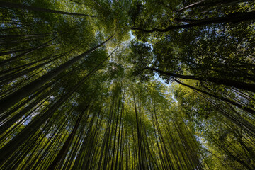 Bosque de bambú vista desde un plano contrapicado.