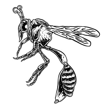 insects in old style antique hand drawn woodcut illustration