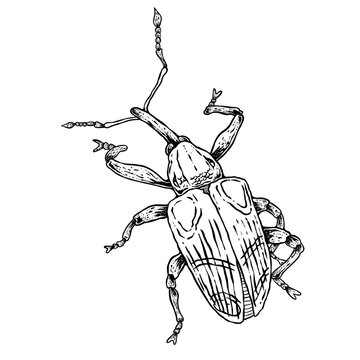 insects in old style antique hand drawn woodcut illustration