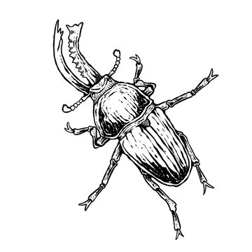 insects in old style antique hand drawn woodcut illustration