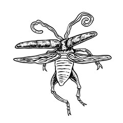 insects in old style antique hand drawn woodcut illustration