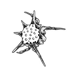 insects in old style antique hand drawn woodcut illustration