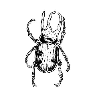 insects in old style antique hand drawn woodcut illustration