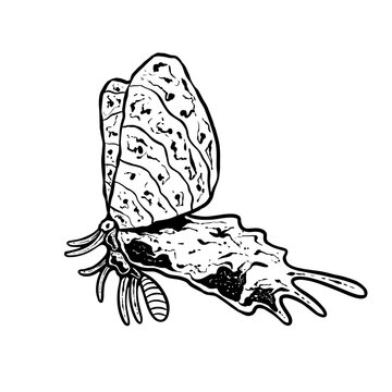 insects in old style antique hand drawn woodcut illustration