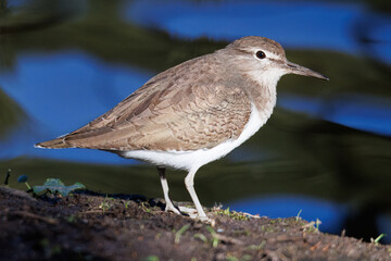 Maçarico-das-rochas, nome cientifico  (Actitis hypoleucos). Com o seu incessante movimento de balanceamento da cauda, o maçarico-das-rochas é uma das mais irrequietas limícolas.