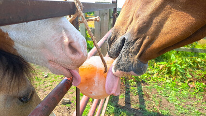 Close up shot of horse and pony sharing a mineral lick that is tied to the fence between their...