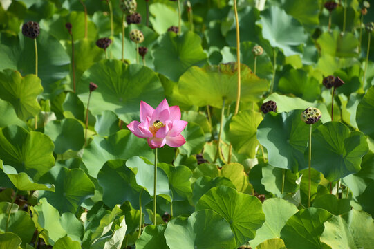 Pink Lotus Flower With A Bee