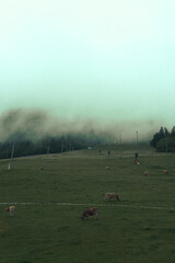 Mist envelops a tranquil pasture with grazing cattle in a rural landscape during early morning