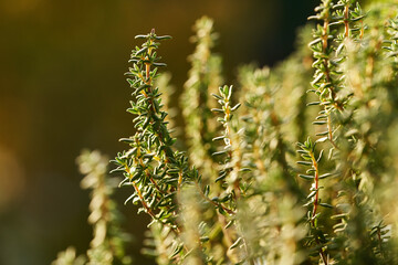 Thyme plant growing outdoors in a garden