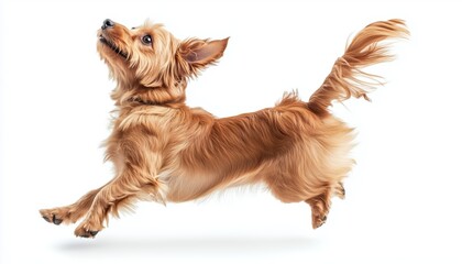 Adorable Maltipu Little Dog Poses In Studio: Playful Brown Pet Showcasing Sincere Emotions And Playful Movement. Joyful And Funny Expression Captured.