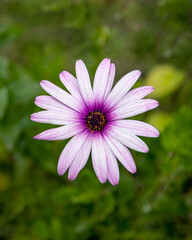 Light purple daisy flower with burst of color in the center 