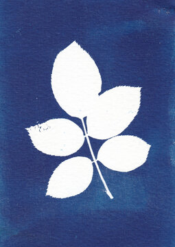 Cyanotype of a leaf print with sharp edges