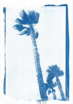 Cyanotype of tall palm trees in wind