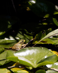 Naklejka premium Green frog in the pond sitting in a cluster of lily pads in in the afternoon sunshine 