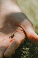 Very small baby frog sitting in hand 