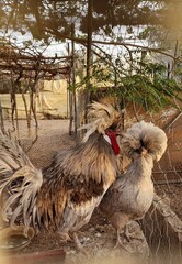 A non-bearded buff crested polish rooster with golden buff feathers laced in creamy white colors and a white Silkie, or Chinese silk chicken with atypically fluffy plumage. Locked in a cage outdoors.