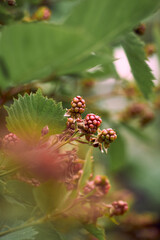 Fresh blackberries ripening on the vine in a lush garden during late summer