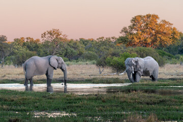 African elephant bulls (Loxodonta africana), drinking at Khwai river during the sunset, Okavango delta, Moremi, Botswana, Africa.