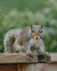 Squirrel in the park looking directly at the camera 