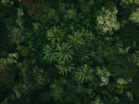 Top down aerial view of tropical jungle forest 