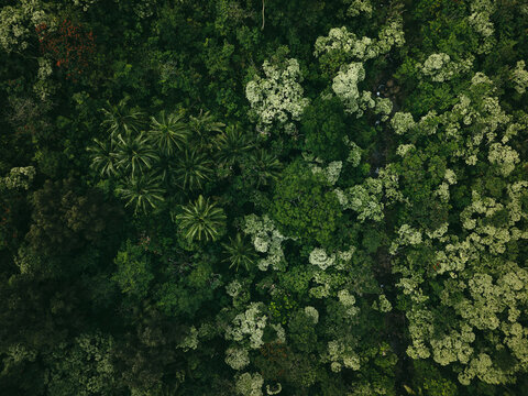 Top down aerial view of tropical jungle forest 