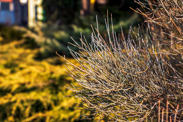 Ephedra distachya. A traditional herbal remedy used for weight loss and increased energy.