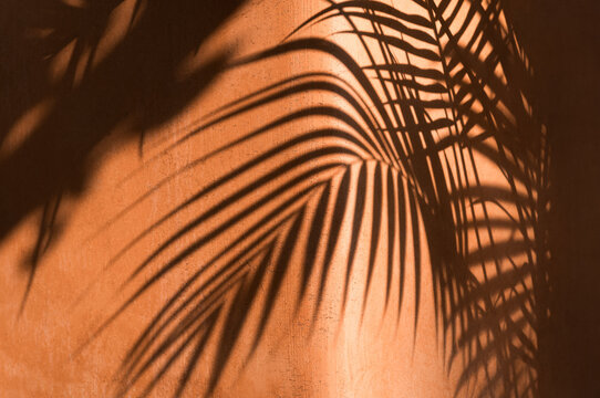 Plant in Sunlight