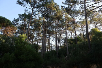 Obraz premium mountain forest trees nature travel sky 