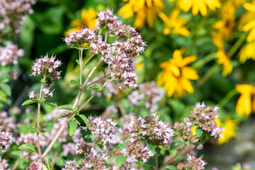 Fototapeta premium Oregano (origanum vulgare) flowers in bloom