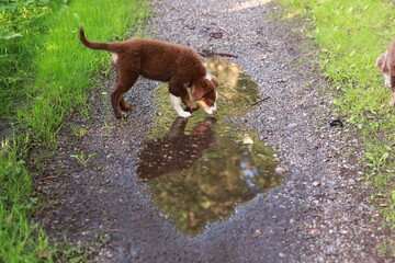 A brown and white dog is drinking water from a puddle