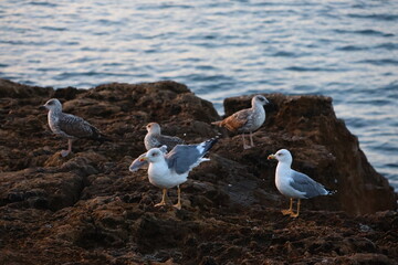 seaguulls ocean rock stones travel nature