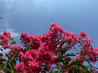 Beautiful Crepe Myrtle blooms on sky background. Close-up. Lagerstroemia indica tree with pink...