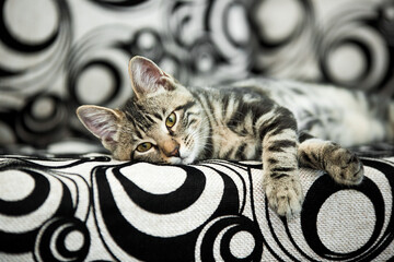 Small striped kitten lying and chilling on black and white circle patterned sofa