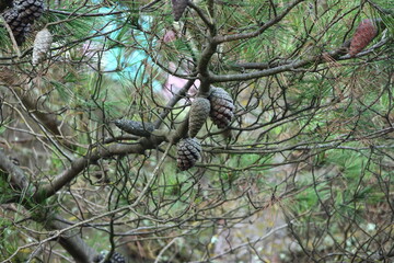 mountain forest trees nature travel sky pine cones