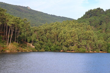 forest trees sky nature lake travel