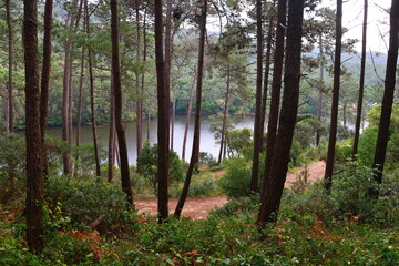 forest trees sky nature lake travel