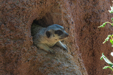 Obraz premium photograph of prairie dog in the middle of nature watching