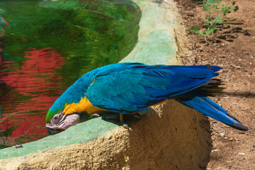 .photography of parrots in nature