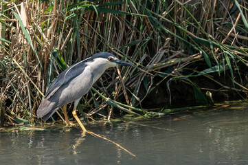 Black-crowned Night Heron (Nycticorax nycticorax) in a Delta del Ebro Natural park. Spain.