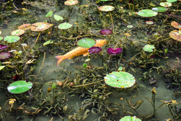 日本・岐阜、モネの池の風景