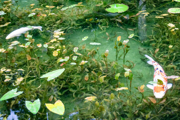日本・岐阜、モネの池の風景