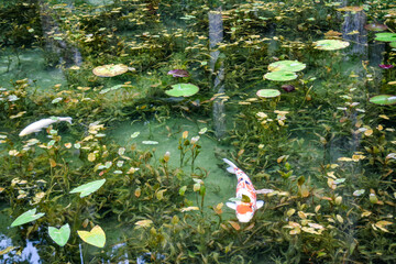 日本・岐阜、モネの池の風景