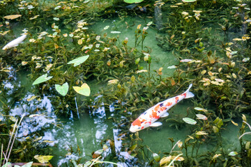 日本・岐阜、モネの池の風景