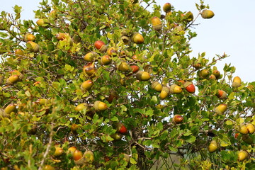trees oak acorns forest nature