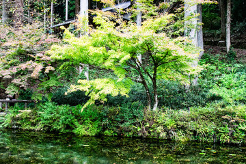 日本・岐阜、モネの池の風景