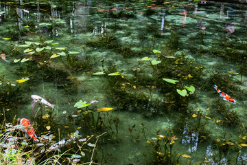 日本・岐阜、モネの池の風景