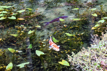日本・岐阜、モネの池の風景